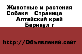 Животные и растения Собаки - Страница 16 . Алтайский край,Барнаул г.